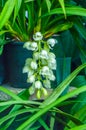 Bunch of buds of Bearded Iris, commonly found garden iris species of flowering plants with showy flowers Royalty Free Stock Photo