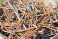 Bunch of old rusty nails close-up,selective focus Royalty Free Stock Photo