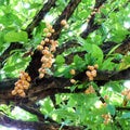 Bunch of Burmese grape (Baccaurea ramiflora)