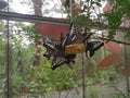 A bunch of butterflies on a piece of pineapple