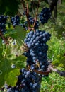 Bunch of cabernet sauvignon grape in Pauillac, France Royalty Free Stock Photo