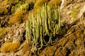 A bunch of cacti growing on a rocky hill Royalty Free Stock Photo