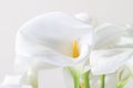 Bunch of Cala Lilies in high key Royalty Free Stock Photo