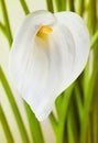Bunch of Cala Lilies Royalty Free Stock Photo
