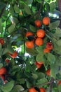 Close up of branches of a Calamondin Orange tree filled with ripe oranges Royalty Free Stock Photo