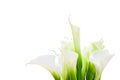 Bunch Of Calla Lilies - with clipping path Royalty Free Stock Photo