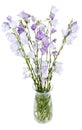 Bunch of campanula bellflower in glass vase