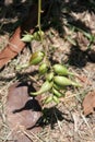 Bunch of Caribbean agave\'s flowers.