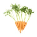 Bunch of carrot with the green top isolated over white background Royalty Free Stock Photo