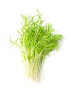 Bunch of fresh carrot microgreens, raw and sprouted Daucus carota Royalty Free Stock Photo