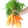 Bunch of carrots with green leaves in a man hand Royalty Free Stock Photo