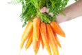 Bunch of carrots with green leaves in a man hand Royalty Free Stock Photo