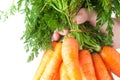 Bunch of carrots with green leaves in a man hand Royalty Free Stock Photo