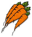 Bunch of carrots illustration