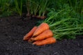Bunch of carrots with leaves are on the dirt in the vegetable garden Royalty Free Stock Photo