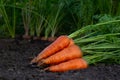 Bunch of carrots with leaves are on the dirt in the vegetable garden Royalty Free Stock Photo