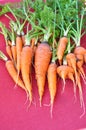 A bunch of carrots on red background Royalty Free Stock Photo