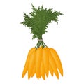 Bunch of carrots on a white background. Fresh vegetables. Royalty Free Stock Photo