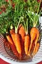 A bunch of carrots in white colander