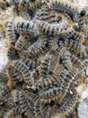 Bunch of caterpillars on the ground Royalty Free Stock Photo