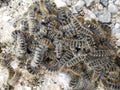 Bunch of caterpillars on the ground Royalty Free Stock Photo
