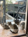 Bunch of cats sitting on a patio of a house