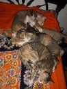 Bunch of cats sleep together.