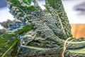 Cavolo Nero Royalty Free Stock Photo