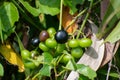 A bunch of cayratia trifolia among wild plants. Causonis, bush grape, ripe fox-grape in morning