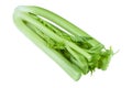 Bunch of celery sticks isolated on the white background. Celery branch bunch isolated on white. Fresh vegetable of celery sticks Royalty Free Stock Photo