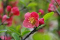 A ÃÂ bunch chaenomeles lagenaria flowers