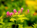 Bunch of Chain of Love Flowers Stacking Royalty Free Stock Photo