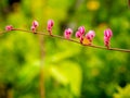 Bunch of Chain of Love Flowers Stacking Royalty Free Stock Photo