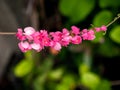 Bunch of Chain of Love Flowers Stacking Royalty Free Stock Photo