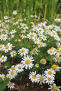 A bunch of chamomile flowers a common hardy UK flower