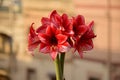 Bunch of Charisma Amaryllis flowers. Natural Bouquet.s