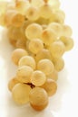 Bunch of Chasselas grapes
