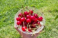 Bunch of cherries on hand Royalty Free Stock Photo