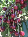 Bunch of Cherries