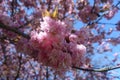 Bunch of cherry blossom