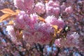 Bunch of cherry blossom Royalty Free Stock Photo
