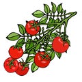 Bunch of Cherry Tomatoes on a Branch With Leaves. Botanical Gardening Illustration. Ketchup Logo or Vegetable Salad. Realistic Han