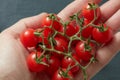 Bunch cherry tomatoes in hand Royalty Free Stock Photo