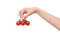 Bunch cherry tomatoes in hand on white background Royalty Free Stock Photo