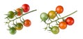 Bunch of cherry tomatoes, set of red, yellow and green tomatoes isolated on white Royalty Free Stock Photo