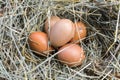 A bunch of chicken eggs in hay. Close-up. Hay, dry grass.