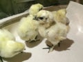 A bunch of chicks just out of the shell. Royalty Free Stock Photo