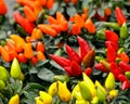 Bunch of chillis Royalty Free Stock Photo