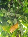 The bunch of Chinese chestnut in Thailand or Castanea mollissima Royalty Free Stock Photo