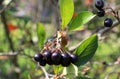 Bunch of chokeberries on a tree branch Royalty Free Stock Photo
